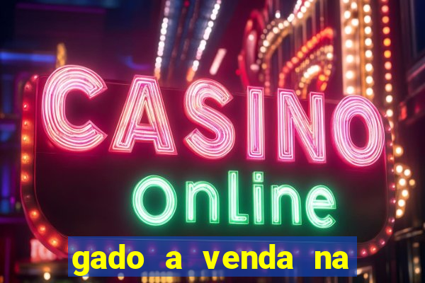 gado a venda na bahia olx